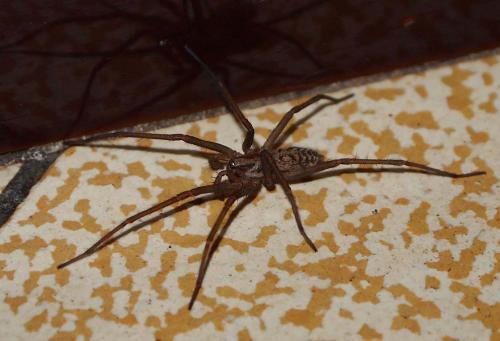 Tegenaria sp.