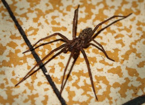 Tegenaria sp.
