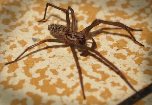 Réf. 108 163 : Tegenaria sp.