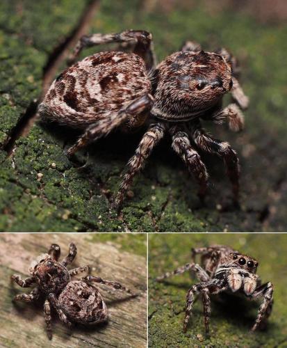 Réf. 108 481 : Attulus rupicola