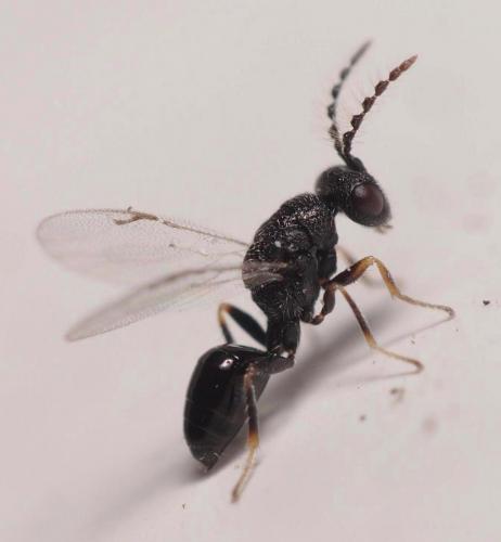 Réf. 108 431 : Eurytominae inconnu