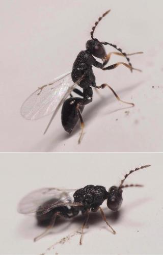 Réf. 108 433 : Eurytominae inconnu