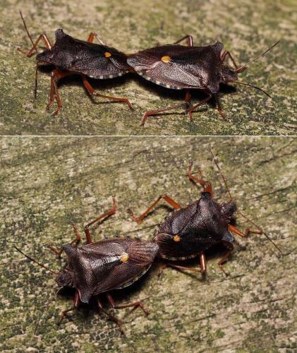 Pentatoma rufipes