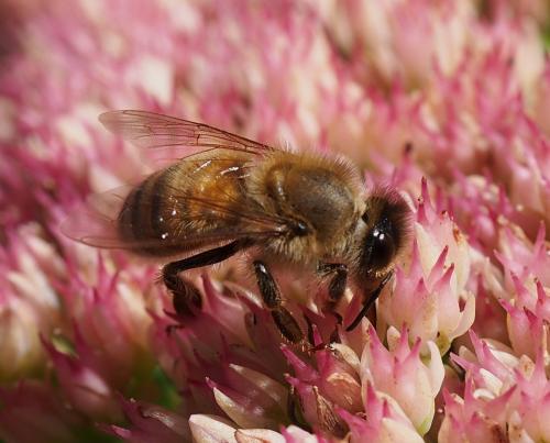 Apis mellifera