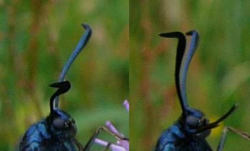 Zygaena filipendulae
