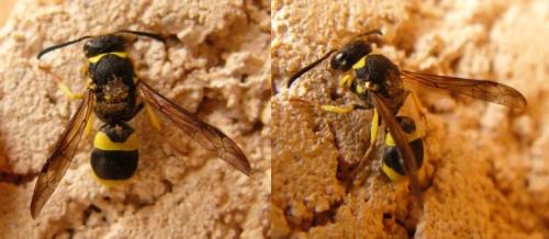 Ancistrocerus sp.