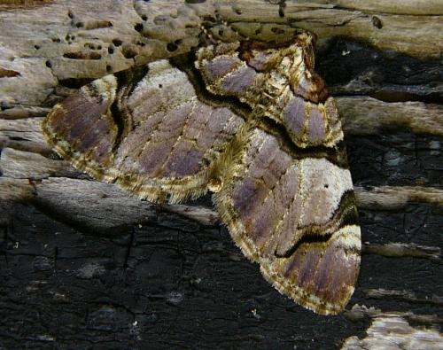 Réf. 108 675 : Anticlea derivata