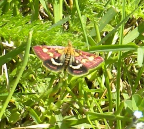 Pyrausta purpuralis