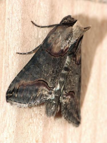 Abrostola triplasia