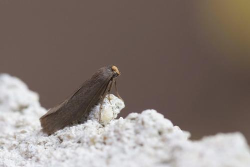 Achroia grisella