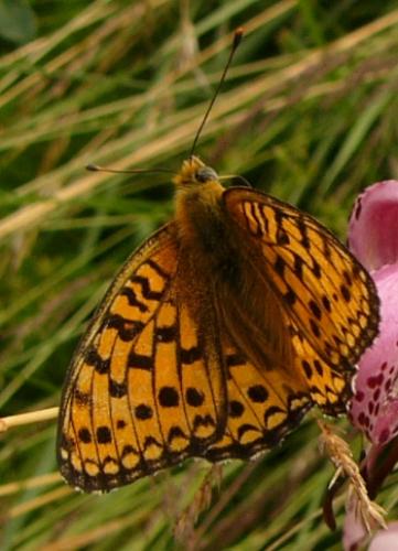 Réf. 108 666 : Argynnis sp.