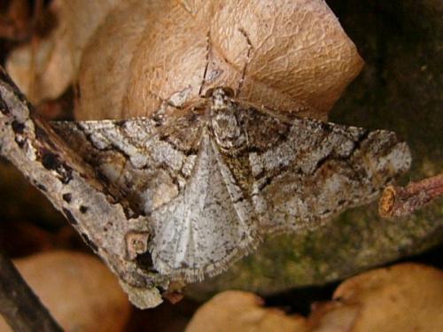 Réf. 108 663 : Agriopis leucophaearia