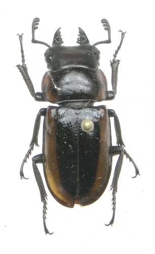 Prosopocoilus modestus
