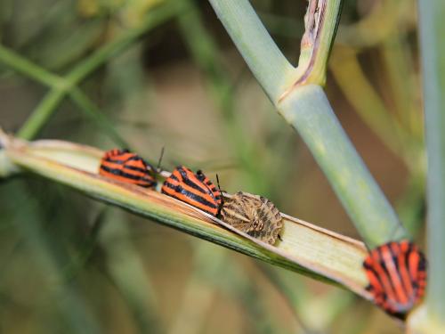 Graphosoma italicum