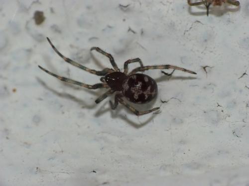Réf. 108 186 : Steatoda triangulosa
