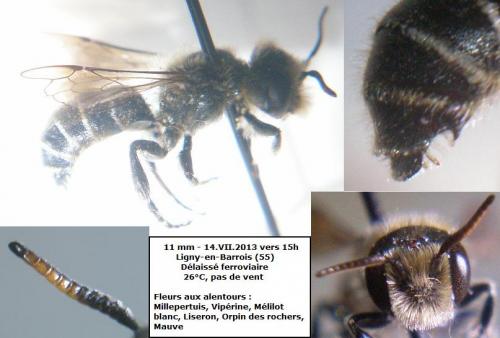 Réf. 108 314 : Hoplitis adunca
