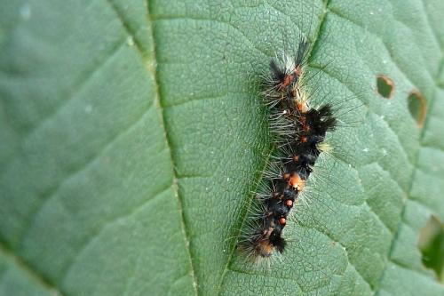 Orgyia antiqua