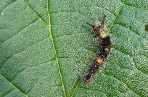Orgyia antiqua