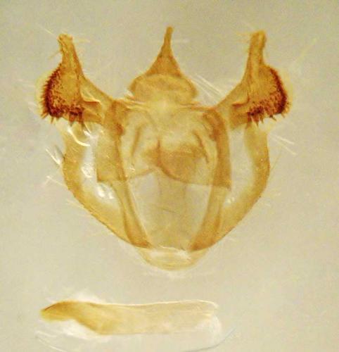 Réf. 108 730 : Selidosema sp.