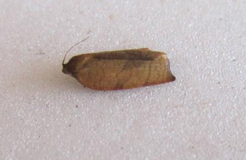 Cacoecimorpha pronubana