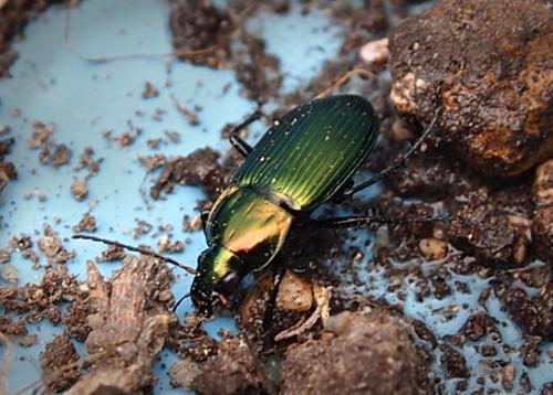 Poecilus cupreus