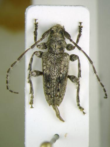 Réf. 108 851 : Pogonocherus caroli