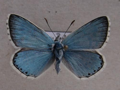 Polyommatus polonus