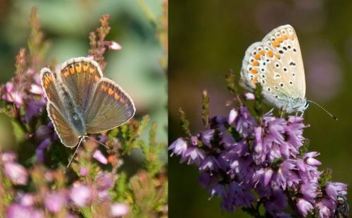 Polyommatus icarus