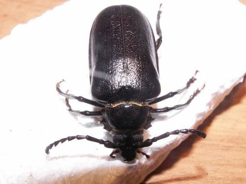 Prionus coriarius