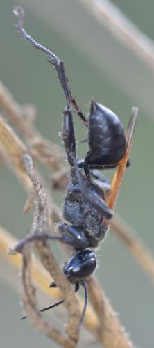 Prionyx subfuscatus