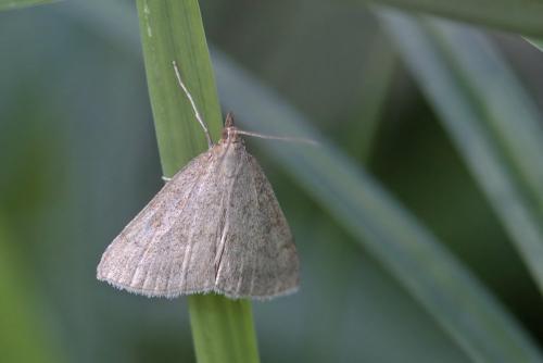 Réf. 108 546 : Psammotis pulveralis