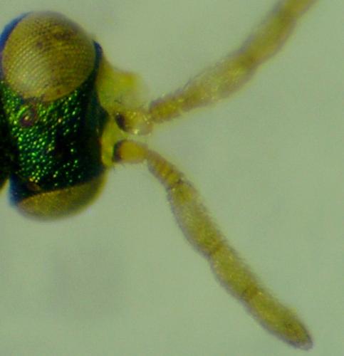 Psyllaephagus bliteus