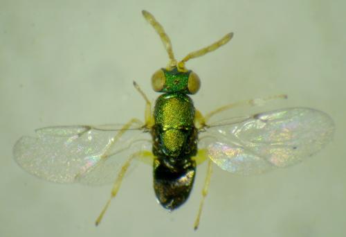 Psyllaephagus bliteus
