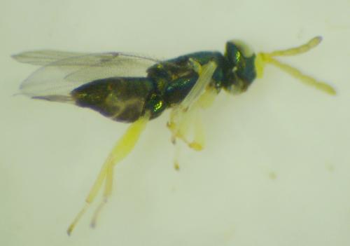 Réf. 108 721 : Psyllaephagus bliteus