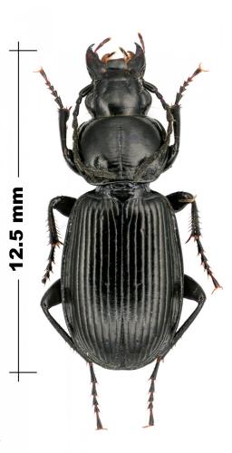 Pterostichus aethiops