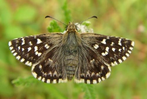 Réf. 108 678 : Pyrgus sp.