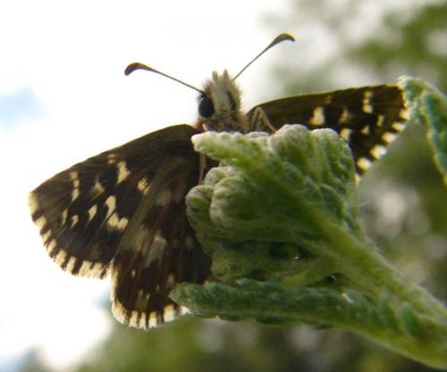 Pyrgus sp.