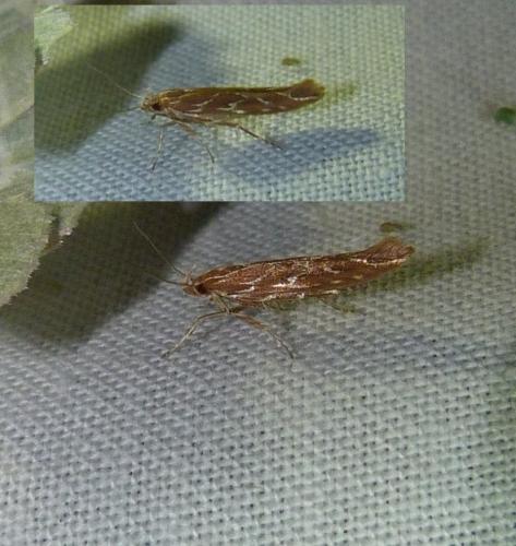 Réf. 108 301 : Pyroderces argyrogrammos