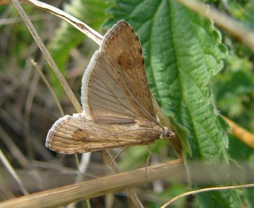 Nomophila noctuella