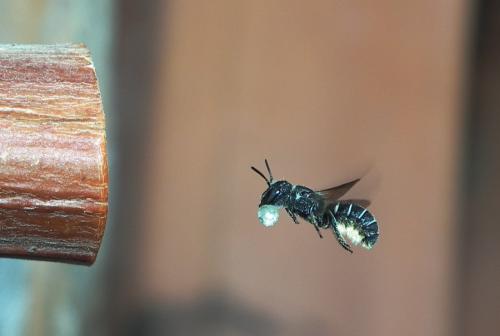 Heriades truncorum