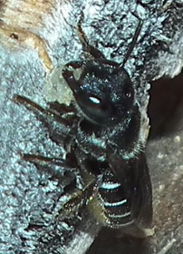 Heriades truncorum