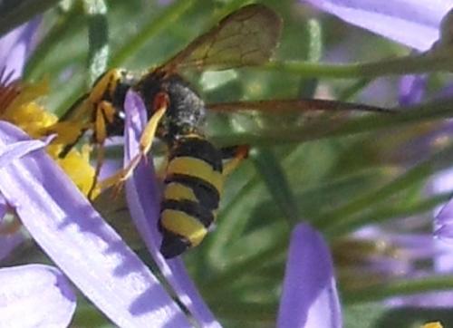 Cerceris rybyensis