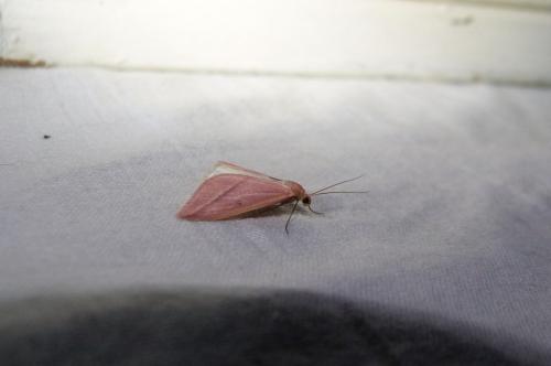 Rhodometra sacraria