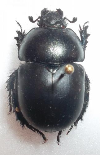 Réf. 108 549 : Trypocopris vernalis
