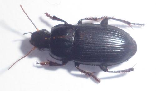 Réf. 108 205 : Cryptophonus melancholicus