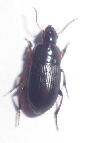 Harpalus sp.