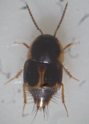 Réf. 108 445 : Cilea silphoides
