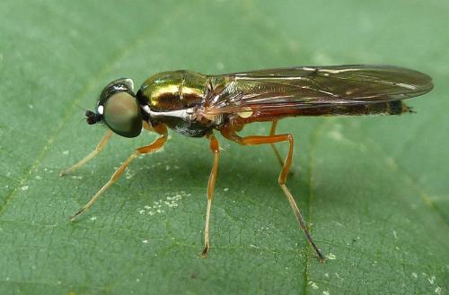Sargus bipunctatus