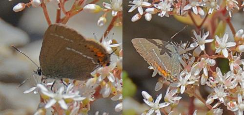 Réf. 108 256 : Satyrium spini