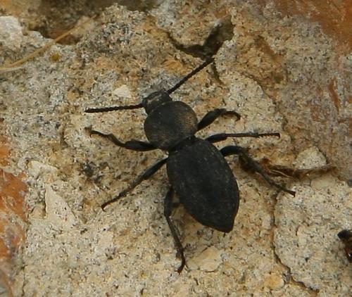 Réf. 108 176 : Scaurus sp.